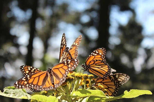  Monarch butterflies on flowers in Flight of the Butterflies.