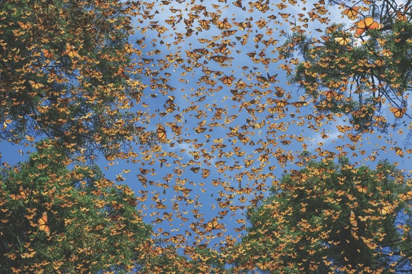  Monarch butterflies fill the sky in Flight of the Butterflies.