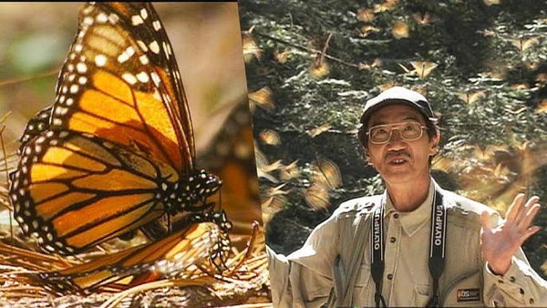 Monarch butterfly close-up and explorer in Flight of the Butterflies.